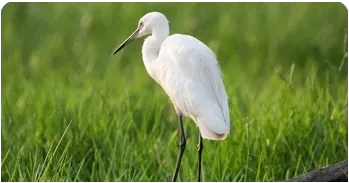 🦅 Wetland & River Tours